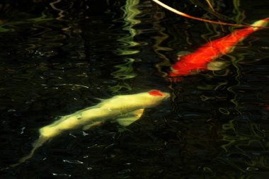 Koi Japoncadan gelir, yani halı balığı. Daha spesifik olarak, nishikigoi anlamına gelir, aşağı yukarı altın ya da gümüş işlemeli halı balığı anlamına gelir..