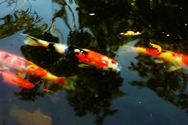 Koi Japoncadan gelir, yani halı balığı. Daha spesifik olarak, nishikigoi anlamına gelir, aşağı yukarı altın ya da gümüş işlemeli halı balığı anlamına gelir..