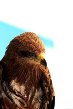 Siyah Uçurtma ya da Milvus migrans. Orta büyüklükteki yırtıcı kuşlar tek başlarına ya da göç ve uygun beslenme alanlarında büyük sürüler halinde bulunabilirler..