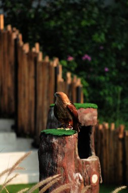 Siyah Uçurtma ya da Milvus migrans. Orta büyüklükteki yırtıcı kuşlar tek başlarına ya da göç ve uygun beslenme alanlarında büyük sürüler halinde bulunabilirler..