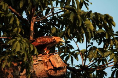 Siyah Uçurtma ya da Milvus migrans. Orta büyüklükteki yırtıcı kuşlar tek başlarına ya da göç ve uygun beslenme alanlarında büyük sürüler halinde bulunabilirler..