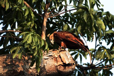 Siyah Uçurtma ya da Milvus migrans. Orta büyüklükteki yırtıcı kuşlar tek başlarına ya da göç ve uygun beslenme alanlarında büyük sürüler halinde bulunabilirler..