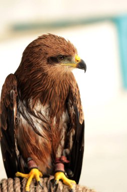 Siyah Uçurtma ya da Milvus migrans. Orta büyüklükteki yırtıcı kuşlar tek başlarına ya da göç ve uygun beslenme alanlarında büyük sürüler halinde bulunabilirler..