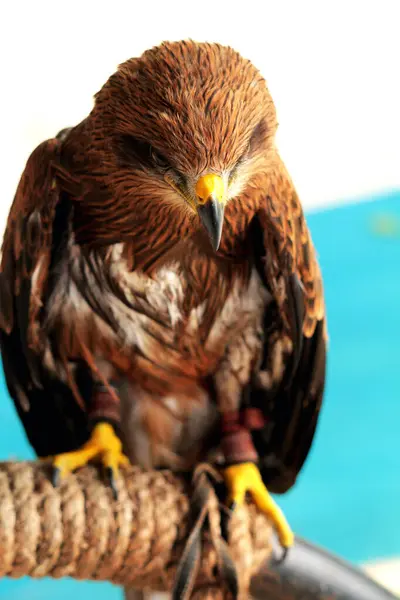 stock image Black Kite or Milvus migrans. Medium-sized birds of prey can be found alone or in large flocks on migration and in suitable feeding areas.