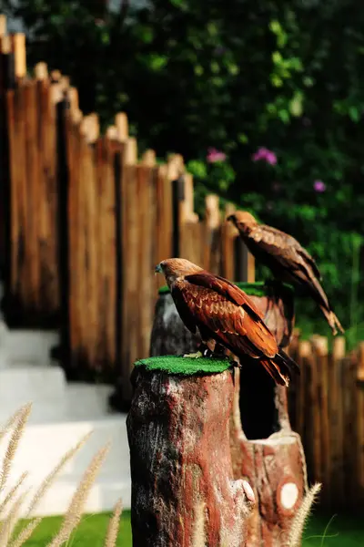 stock image Black Kite or Milvus migrans. Medium-sized birds of prey can be found alone or in large flocks on migration and in suitable feeding areas.