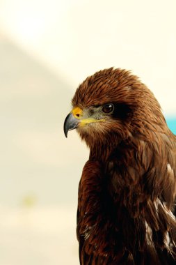 Siyah Uçurtma ya da Milvus migrans. Orta büyüklükteki yırtıcı kuşlar tek başlarına ya da göç ve uygun beslenme alanlarında büyük sürüler halinde bulunabilirler..