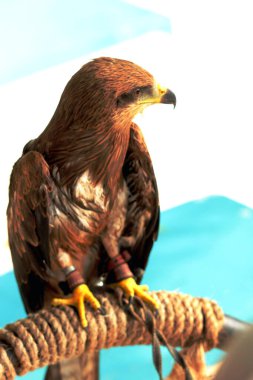 Siyah Uçurtma ya da Milvus migrans. Orta büyüklükteki yırtıcı kuşlar tek başlarına ya da göç ve uygun beslenme alanlarında büyük sürüler halinde bulunabilirler..