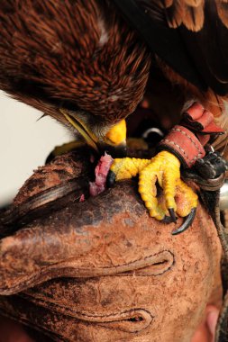Siyah Uçurtma ya da Milvus migrans. Orta büyüklükteki yırtıcı kuşlar tek başlarına ya da göç ve uygun beslenme alanlarında büyük sürüler halinde bulunabilirler..