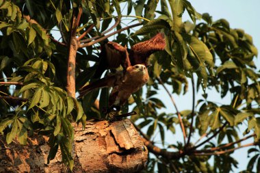 Siyah Uçurtma ya da Milvus migrans. Orta büyüklükteki yırtıcı kuşlar tek başlarına ya da göç ve uygun beslenme alanlarında büyük sürüler halinde bulunabilirler..