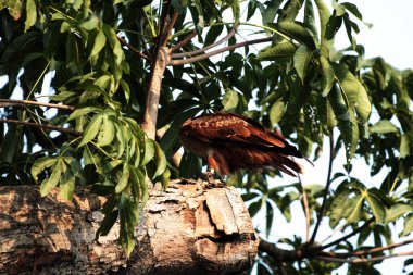 Siyah Uçurtma ya da Milvus migrans. Orta büyüklükteki yırtıcı kuşlar tek başlarına ya da göç ve uygun beslenme alanlarında büyük sürüler halinde bulunabilirler..