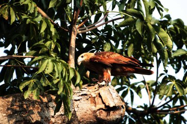 Siyah Uçurtma ya da Milvus migrans. Orta büyüklükteki yırtıcı kuşlar tek başlarına ya da göç ve uygun beslenme alanlarında büyük sürüler halinde bulunabilirler..
