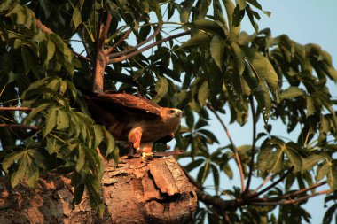 Siyah Uçurtma ya da Milvus migrans. Orta büyüklükteki yırtıcı kuşlar tek başlarına ya da göç ve uygun beslenme alanlarında büyük sürüler halinde bulunabilirler..