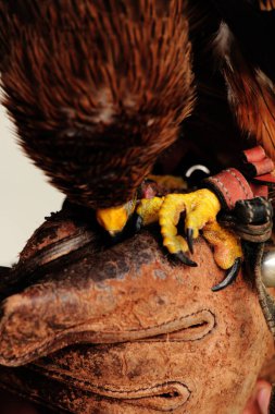 Siyah Uçurtma ya da Milvus migrans. Orta büyüklükteki yırtıcı kuşlar tek başlarına ya da göç ve uygun beslenme alanlarında büyük sürüler halinde bulunabilirler..