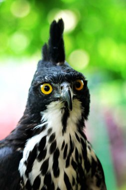 Blyth 'in Şahin Kartalı ya da Nisaetus Alboniger. Dağ ormanlarında orta büyüklükteki yırtıcı kuşlar uçarken görülemeyen ama tünediğinde dikilebilen küçük tepelere sahiptirler..