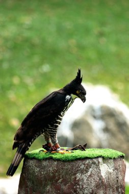 Blyth 'in Şahin Kartalı ya da Nisaetus Alboniger. Dağ ormanlarında orta büyüklükteki yırtıcı kuşlar uçarken görülemeyen ama tünediğinde dikilebilen küçük tepelere sahiptirler..