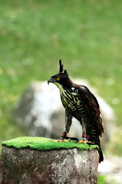 stock image Blyth's Hawk-Eagle or Nisaetus alboniger. Medium-sized birds of prey in mountain forests have small crests that are not visible when flying, but can be erected when perched.