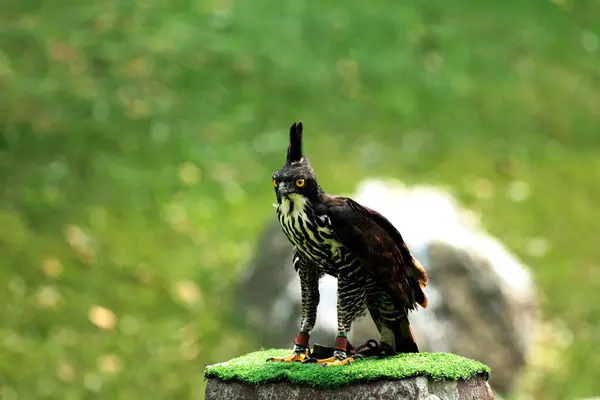 stock image Blyth's Hawk-Eagle or Nisaetus alboniger. Medium-sized birds of prey in mountain forests have small crests that are not visible when flying, but can be erected when perched.