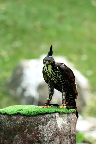 stock image Blyth's Hawk-Eagle or Nisaetus alboniger. Medium-sized birds of prey in mountain forests have small crests that are not visible when flying, but can be erected when perched.