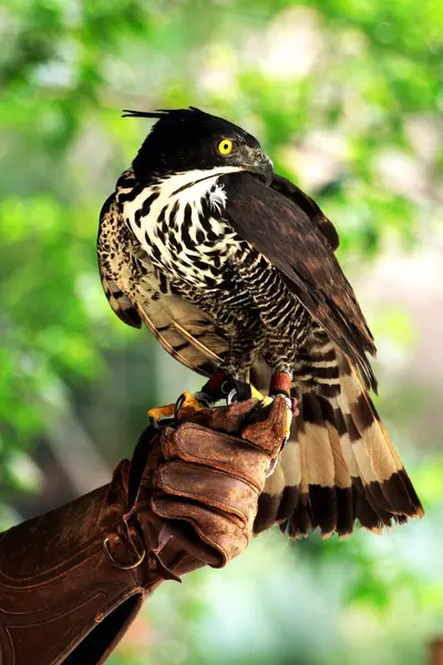 stock image Blyth's Hawk-Eagle or Nisaetus alboniger. Medium-sized birds of prey in mountain forests have small crests that are not visible when flying, but can be erected when perched.