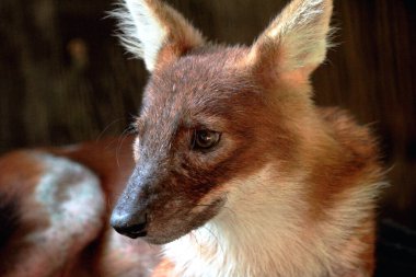 Dhole (Cuon alpinus) ya da Asyalı vahşi köpek