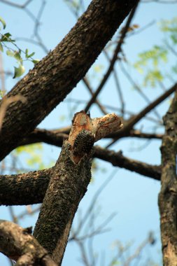 Gökyüzü arkaplanına karşı ağaç gövdesinin soyut şekli.