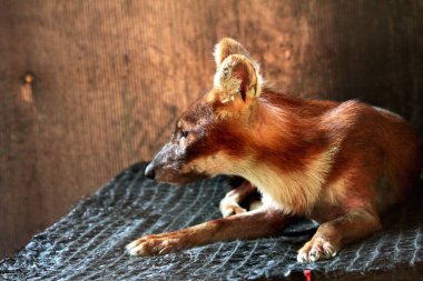 The dhole (Cuon alpinus) or Asian wild dog clipart