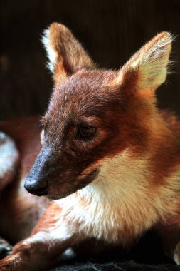 Dhole (Cuon alpinus) ya da Asyalı vahşi köpek