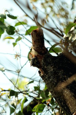 Gökyüzü arkaplanına karşı ağaç gövdesinin soyut şekli.