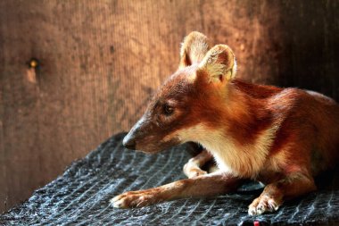 The dhole (Cuon alpinus) or Asian wild dog clipart