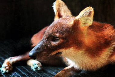 Dhole (Cuon alpinus) ya da Asyalı vahşi köpek