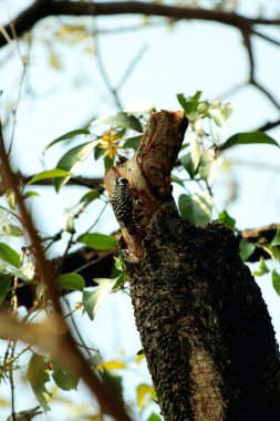 Gökyüzü arkaplanına karşı ağaç gövdesinin soyut şekli.