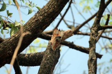Gökyüzü arkaplanına karşı ağaç gövdesinin soyut şekli.