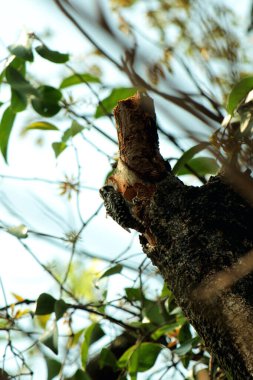 Gökyüzü arkaplanına karşı ağaç gövdesinin soyut şekli.