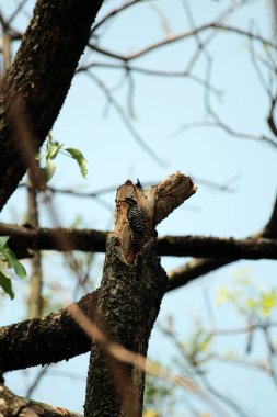 Gökyüzü arkaplanına karşı ağaç gövdesinin soyut şekli.