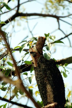 Gökyüzü arkaplanına karşı ağaç gövdesinin soyut şekli.