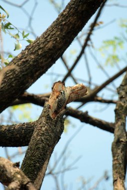 Gökyüzü arkaplanına karşı ağaç gövdesinin soyut şekli.