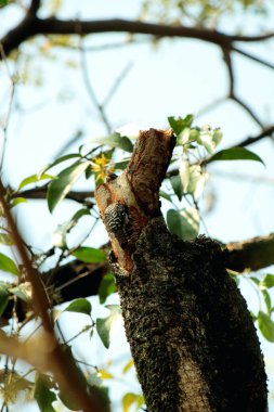 Gökyüzü arkaplanına karşı ağaç gövdesinin soyut şekli.