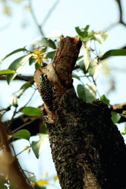 Gökyüzü arkaplanına karşı ağaç gövdesinin soyut şekli.
