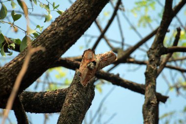 Gökyüzü arkaplanına karşı ağaç gövdesinin soyut şekli.