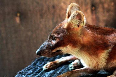 The dhole (Cuon alpinus) or Asian wild dog clipart