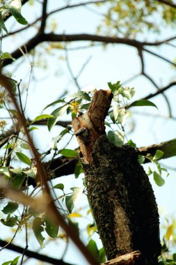 Gökyüzü arkaplanına karşı ağaç gövdesinin soyut şekli.