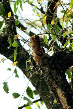 Gökyüzü arkaplanına karşı ağaç gövdesinin soyut şekli.