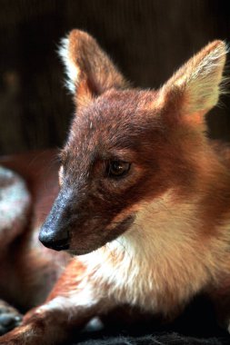 Dhole (Cuon alpinus) ya da Asyalı vahşi köpek