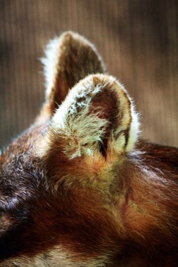 Dhole (Cuon alpinus) ya da Asyalı vahşi köpek