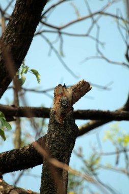 Gökyüzü arkaplanına karşı ağaç gövdesinin soyut şekli.