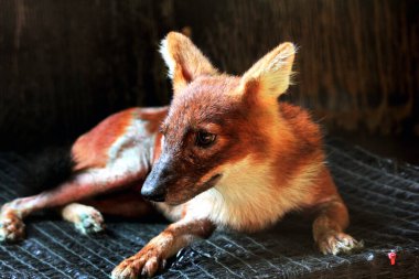 Dhole (Cuon alpinus) ya da Asyalı vahşi köpek