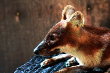 The dhole (Cuon alpinus) or Asian wild dog clipart