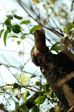 Gökyüzü arkaplanına karşı ağaç gövdesinin soyut şekli.