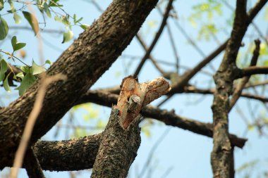 Gökyüzü arkaplanına karşı ağaç gövdesinin soyut şekli.