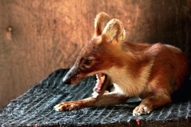 Dhole (Cuon alpinus) ya da Asyalı vahşi köpek